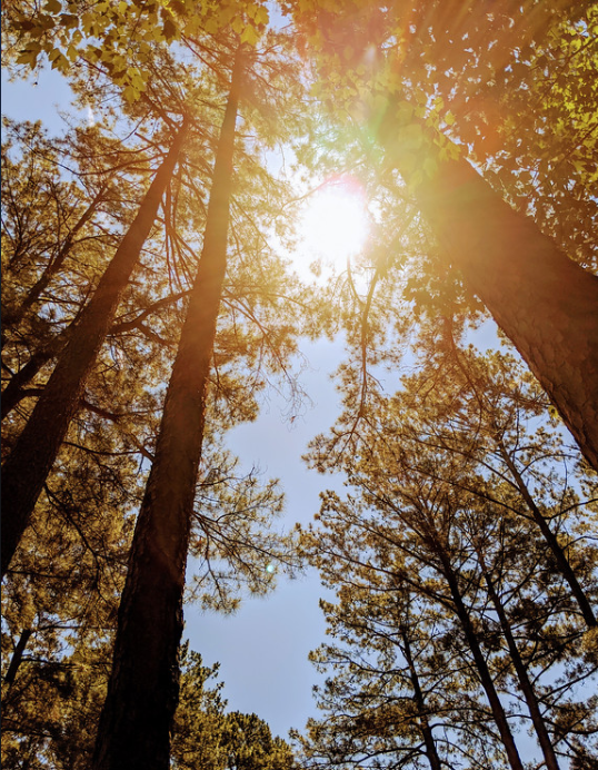 Trees